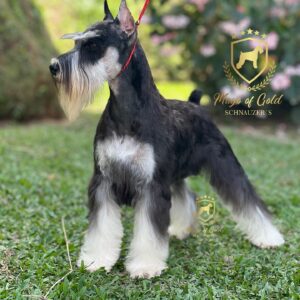 Schnauzer colombia, comprar schnauzer puro, Yeiner Mayo, Criadores de schnauzer en Colombia, Cuidados del schnauzer, Entrenamiento de schnauzer, Alimentación para schnauzers colombianos, Schnauzer miniatura en Colombia, Schnauzer gigante colombia, Schnauzer blanco colombia, Schnauzer negro colombia, Schnauzer sal y pimienta colombia, Historia del schnauzer, Características del schnauzer, Temperamento del schnauzer, Salud del schnauzer en Colombia, Veterinarios especializados en schnauzers en Colombia, Schnauzer cachorro colombia, Adopción y compra de schnauzer en Colombia, Schnauzer estándar colombia, Peluquería para schnauzers en Colombia, Accesorios para schnauzers colombianos