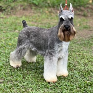 Schnauzer colombia, comprar schnauzer puro, Yeiner Mayo, Criadores de schnauzer en Colombia, Cuidados del schnauzer, Entrenamiento de schnauzer, Alimentación para schnauzers colombianos, Schnauzer miniatura en Colombia, Schnauzer gigante colombia, Schnauzer blanco colombia, Schnauzer negro colombia, Schnauzer sal y pimienta colombia, Historia del schnauzer, Características del schnauzer, Temperamento del schnauzer, Salud del schnauzer en Colombia, Veterinarios especializados en schnauzers en Colombia, Schnauzer cachorro colombia, Adopción y compra de schnauzer en Colombia, Schnauzer estándar colombia, Peluquería para schnauzers en Colombia, Accesorios para schnauzers colombianos