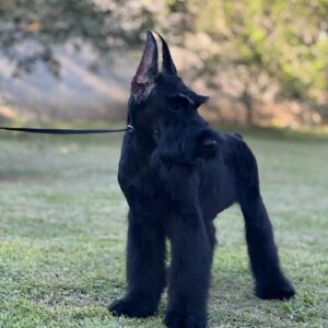 Schnauzer colombia, comprar schnauzer puro, Yeiner Mayo, Criadores de schnauzer en Colombia, Cuidados del schnauzer, Entrenamiento de schnauzer, Alimentación para schnauzers colombianos, Schnauzer miniatura en Colombia, Schnauzer gigante colombia, Schnauzer blanco colombia, Schnauzer negro colombia, Schnauzer sal y pimienta colombia, Historia del schnauzer, Características del schnauzer, Temperamento del schnauzer, Salud del schnauzer en Colombia, Veterinarios especializados en schnauzers en Colombia, Schnauzer cachorro colombia, Adopción y compra de schnauzer en Colombia, Schnauzer estándar colombia, Peluquería para schnauzers en Colombia, Accesorios para schnauzers colombianos