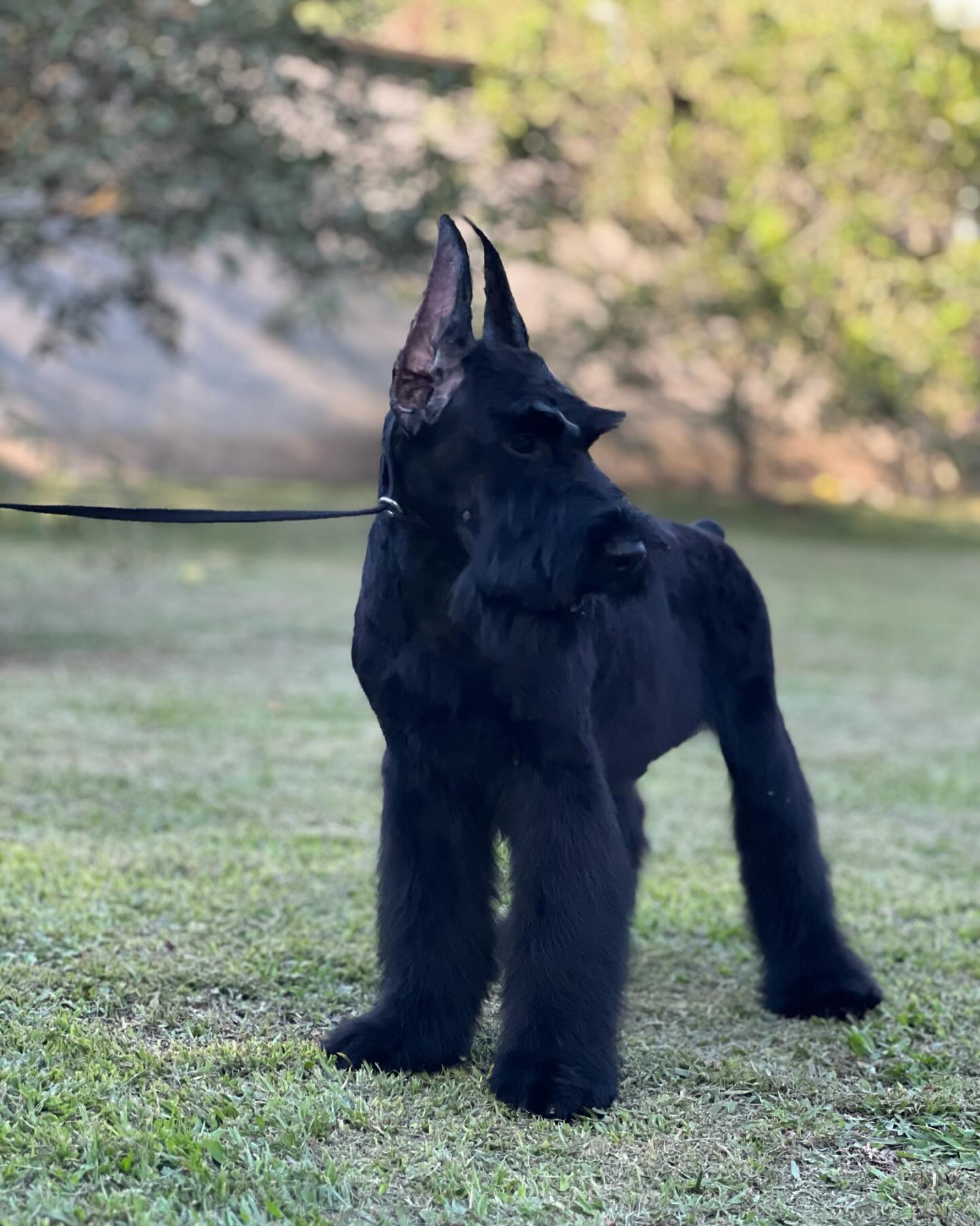 Schnauzer colombia, comprar schnauzer puro, Yeiner Mayo, Criadores de schnauzer en Colombia, Cuidados del schnauzer, Entrenamiento de schnauzer, Alimentación para schnauzers colombianos, Schnauzer miniatura en Colombia, Schnauzer gigante colombia, Schnauzer blanco colombia, Schnauzer negro colombia, Schnauzer sal y pimienta colombia, Historia del schnauzer, Características del schnauzer, Temperamento del schnauzer, Salud del schnauzer en Colombia, Veterinarios especializados en schnauzers en Colombia, Schnauzer cachorro colombia, Adopción y compra de schnauzer en Colombia, Schnauzer estándar colombia, Peluquería para schnauzers en Colombia, Accesorios para schnauzers colombianos