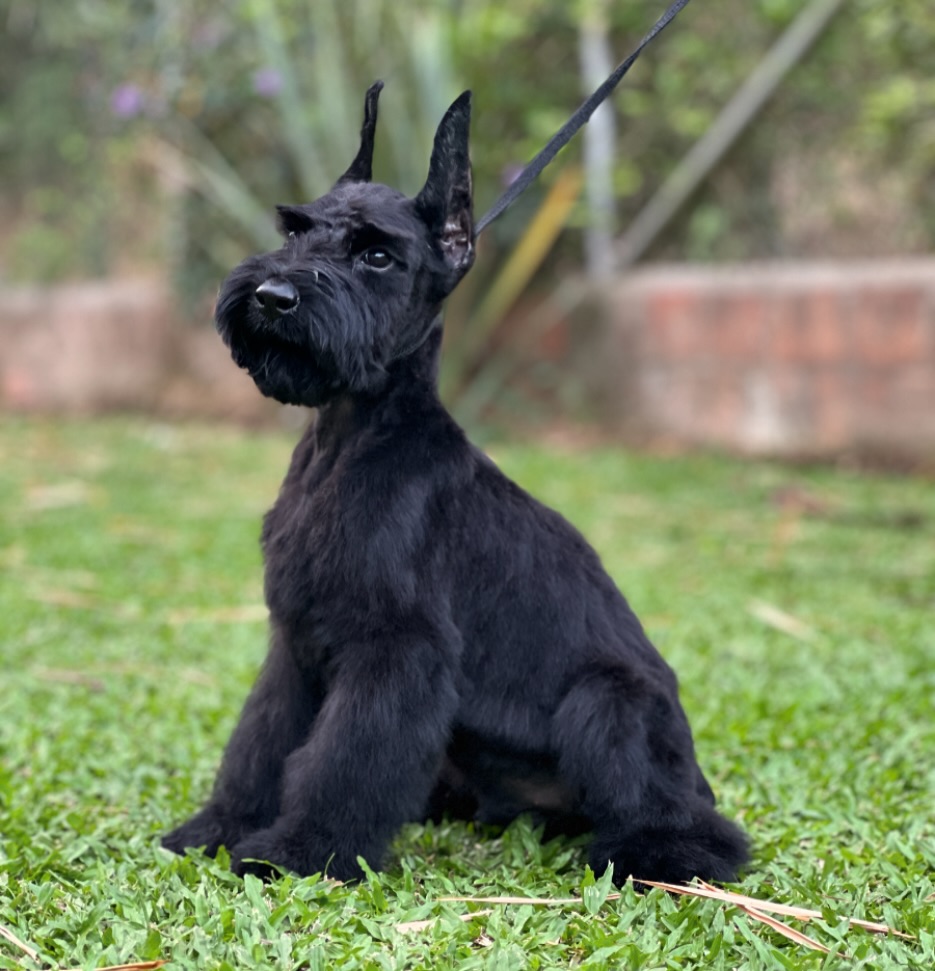 Cachorros Gigante