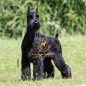 Schnauzer colombia, comprar schnauzer puro, Yeiner Mayo, Criadores de schnauzer en Colombia, Cuidados del schnauzer, Entrenamiento de schnauzer, Alimentación para schnauzers colombianos, Schnauzer miniatura en Colombia, Schnauzer gigante colombia, Schnauzer blanco colombia, Schnauzer negro colombia, Schnauzer sal y pimienta colombia, Historia del schnauzer, Características del schnauzer, Temperamento del schnauzer, Salud del schnauzer en Colombia, Veterinarios especializados en schnauzers en Colombia, Schnauzer cachorro colombia, Adopción y compra de schnauzer en Colombia, Schnauzer estándar colombia, Peluquería para schnauzers en Colombia, Accesorios para schnauzers colombianos