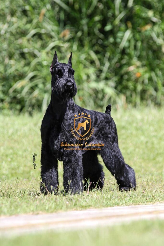 Schnauzer colombia, comprar schnauzer puro, Yeiner Mayo, Criadores de schnauzer en Colombia, Cuidados del schnauzer, Entrenamiento de schnauzer, Alimentación para schnauzers colombianos, Schnauzer miniatura en Colombia, Schnauzer gigante colombia, Schnauzer blanco colombia, Schnauzer negro colombia, Schnauzer sal y pimienta colombia, Historia del schnauzer, Características del schnauzer, Temperamento del schnauzer, Salud del schnauzer en Colombia, Veterinarios especializados en schnauzers en Colombia, Schnauzer cachorro colombia, Adopción y compra de schnauzer en Colombia, Schnauzer estándar colombia, Peluquería para schnauzers en Colombia, Accesorios para schnauzers colombianos