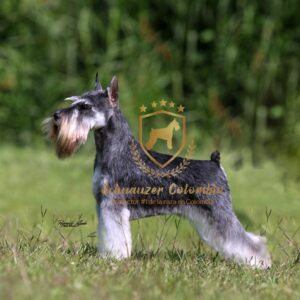 Schnauzer colombia, comprar schnauzer puro, Yeiner Mayo, Criadores de schnauzer en Colombia, Cuidados del schnauzer, Entrenamiento de schnauzer, Alimentación para schnauzers colombianos, Schnauzer miniatura en Colombia, Schnauzer gigante colombia, Schnauzer blanco colombia, Schnauzer negro colombia, Schnauzer sal y pimienta colombia, Historia del schnauzer, Características del schnauzer, Temperamento del schnauzer, Salud del schnauzer en Colombia, Veterinarios especializados en schnauzers en Colombia, Schnauzer cachorro colombia, Adopción y compra de schnauzer en Colombia, Schnauzer estándar colombia, Peluquería para schnauzers en Colombia, Accesorios para schnauzers colombianos