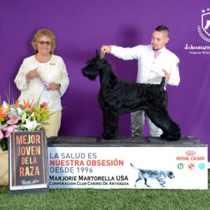 Schnauzer colombia, comprar schnauzer puro, Yeiner Mayo, Criadores de schnauzer en Colombia, Cuidados del schnauzer, Entrenamiento de schnauzer, Alimentación para schnauzers colombianos, Schnauzer miniatura en Colombia, Schnauzer gigante colombia, Schnauzer blanco colombia, Schnauzer negro colombia, Schnauzer sal y pimienta colombia, Historia del schnauzer, Características del schnauzer, Temperamento del schnauzer, Salud del schnauzer en Colombia, Veterinarios especializados en schnauzers en Colombia, Schnauzer cachorro colombia, Adopción y compra de schnauzer en Colombia, Schnauzer estándar colombia, Peluquería para schnauzers en Colombia, Accesorios para schnauzers colombianos