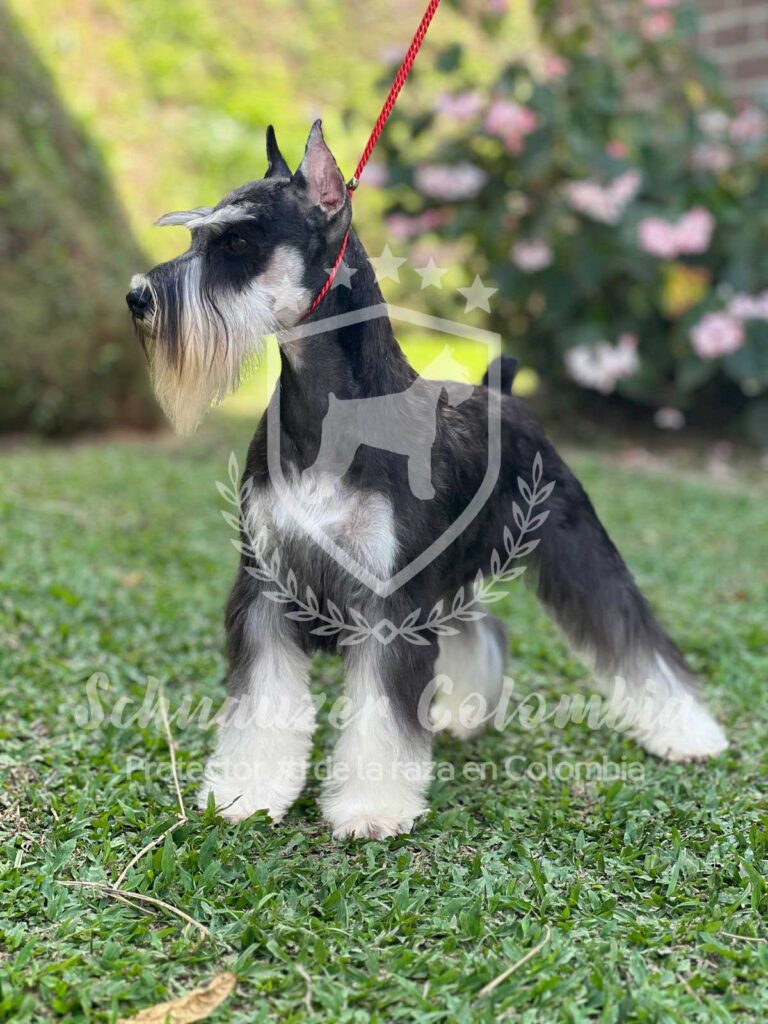 Schnauzer colombia, comprar schnauzer puro, Yeiner Mayo, Criadores de schnauzer en Colombia, Cuidados del schnauzer, Entrenamiento de schnauzer, Alimentación para schnauzers colombianos, Schnauzer miniatura en Colombia, Schnauzer gigante colombia, Schnauzer blanco colombia, Schnauzer negro colombia, Schnauzer sal y pimienta colombia, Historia del schnauzer, Características del schnauzer, Temperamento del schnauzer, Salud del schnauzer en Colombia, Veterinarios especializados en schnauzers en Colombia, Schnauzer cachorro colombia, Adopción y compra de schnauzer en Colombia, Schnauzer estándar colombia, Peluquería para schnauzers en Colombia, Accesorios para schnauzers colombianos