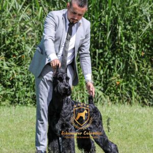 Schnauzer colombia, comprar schnauzer puro, Yeiner Mayo, Criadores de schnauzer en Colombia, Cuidados del schnauzer, Entrenamiento de schnauzer, Alimentación para schnauzers colombianos, Schnauzer miniatura en Colombia, Schnauzer gigante colombia, Schnauzer blanco colombia, Schnauzer negro colombia, Schnauzer sal y pimienta colombia, Historia del schnauzer, Características del schnauzer, Temperamento del schnauzer, Salud del schnauzer en Colombia, Veterinarios especializados en schnauzers en Colombia, Schnauzer cachorro colombia, Adopción y compra de schnauzer en Colombia, Schnauzer estándar colombia, Peluquería para schnauzers en Colombia, Accesorios para schnauzers colombianos