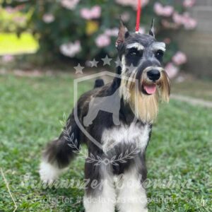 Schnauzer colombia, comprar schnauzer puro, Yeiner Mayo, Criadores de schnauzer en Colombia, Cuidados del schnauzer, Entrenamiento de schnauzer, Alimentación para schnauzers colombianos, Schnauzer miniatura en Colombia, Schnauzer gigante colombia, Schnauzer blanco colombia, Schnauzer negro colombia, Schnauzer sal y pimienta colombia, Historia del schnauzer, Características del schnauzer, Temperamento del schnauzer, Salud del schnauzer en Colombia, Veterinarios especializados en schnauzers en Colombia, Schnauzer cachorro colombia, Adopción y compra de schnauzer en Colombia, Schnauzer estándar colombia, Peluquería para schnauzers en Colombia, Accesorios para schnauzers colombianos