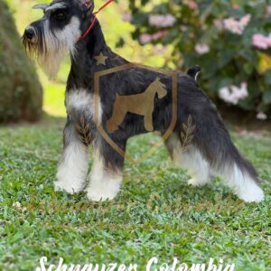 Schnauzer colombia, comprar schnauzer puro, Yeiner Mayo, Criadores de schnauzer en Colombia, Cuidados del schnauzer, Entrenamiento de schnauzer, Alimentación para schnauzers colombianos, Schnauzer miniatura en Colombia, Schnauzer gigante colombia, Schnauzer blanco colombia, Schnauzer negro colombia, Schnauzer sal y pimienta colombia, Historia del schnauzer, Características del schnauzer, Temperamento del schnauzer, Salud del schnauzer en Colombia, Veterinarios especializados en schnauzers en Colombia, Schnauzer cachorro colombia, Adopción y compra de schnauzer en Colombia, Schnauzer estándar colombia, Peluquería para schnauzers en Colombia, Accesorios para schnauzers colombianos