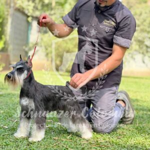 Schnauzer colombia, comprar schnauzer puro, Yeiner Mayo, Criadores de schnauzer en Colombia, Cuidados del schnauzer, Entrenamiento de schnauzer, Alimentación para schnauzers colombianos, Schnauzer miniatura en Colombia, Schnauzer gigante colombia, Schnauzer blanco colombia, Schnauzer negro colombia, Schnauzer sal y pimienta colombia, Historia del schnauzer, Características del schnauzer, Temperamento del schnauzer, Salud del schnauzer en Colombia, Veterinarios especializados en schnauzers en Colombia, Schnauzer cachorro colombia, Adopción y compra de schnauzer en Colombia, Schnauzer estándar colombia, Peluquería para schnauzers en Colombia, Accesorios para schnauzers colombianos