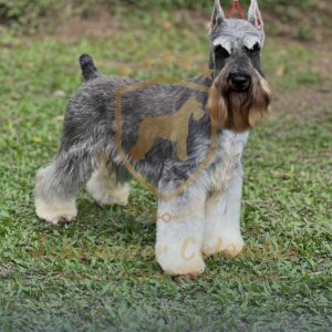 Schnauzer colombia, comprar schnauzer puro, Yeiner Mayo, Criadores de schnauzer en Colombia, Cuidados del schnauzer, Entrenamiento de schnauzer, Alimentación para schnauzers colombianos, Schnauzer miniatura en Colombia, Schnauzer gigante colombia, Schnauzer blanco colombia, Schnauzer negro colombia, Schnauzer sal y pimienta colombia, Historia del schnauzer, Características del schnauzer, Temperamento del schnauzer, Salud del schnauzer en Colombia, Veterinarios especializados en schnauzers en Colombia, Schnauzer cachorro colombia, Adopción y compra de schnauzer en Colombia, Schnauzer estándar colombia, Peluquería para schnauzers en Colombia, Accesorios para schnauzers colombianos