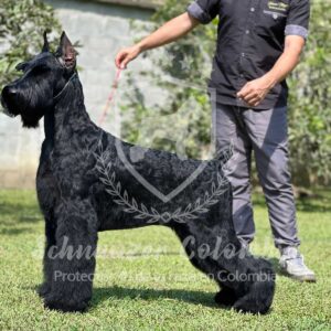 Schnauzer colombia, comprar schnauzer puro, Yeiner Mayo, Criadores de schnauzer en Colombia, Cuidados del schnauzer, Entrenamiento de schnauzer, Alimentación para schnauzers colombianos, Schnauzer miniatura en Colombia, Schnauzer gigante colombia, Schnauzer blanco colombia, Schnauzer negro colombia, Schnauzer sal y pimienta colombia, Historia del schnauzer, Características del schnauzer, Temperamento del schnauzer, Salud del schnauzer en Colombia, Veterinarios especializados en schnauzers en Colombia, Schnauzer cachorro colombia, Adopción y compra de schnauzer en Colombia, Schnauzer estándar colombia, Peluquería para schnauzers en Colombia, Accesorios para schnauzers colombianos