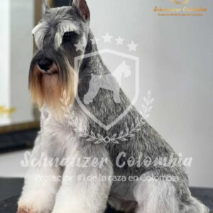 Schnauzer colombia, comprar schnauzer puro, Yeiner Mayo, Criadores de schnauzer en Colombia, Cuidados del schnauzer, Entrenamiento de schnauzer, Alimentación para schnauzers colombianos, Schnauzer miniatura en Colombia, Schnauzer gigante colombia, Schnauzer blanco colombia, Schnauzer negro colombia, Schnauzer sal y pimienta colombia, Historia del schnauzer, Características del schnauzer, Temperamento del schnauzer, Salud del schnauzer en Colombia, Veterinarios especializados en schnauzers en Colombia, Schnauzer cachorro colombia, Adopción y compra de schnauzer en Colombia, Schnauzer estándar colombia, Peluquería para schnauzers en Colombia, Accesorios para schnauzers colombianos