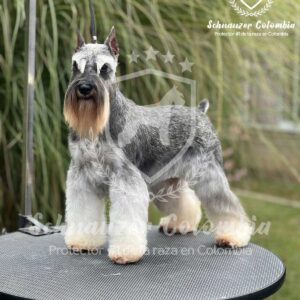 Schnauzer colombia, comprar schnauzer puro, Yeiner Mayo, Criadores de schnauzer en Colombia, Cuidados del schnauzer, Entrenamiento de schnauzer, Alimentación para schnauzers colombianos, Schnauzer miniatura en Colombia, Schnauzer gigante colombia, Schnauzer blanco colombia, Schnauzer negro colombia, Schnauzer sal y pimienta colombia, Historia del schnauzer, Características del schnauzer, Temperamento del schnauzer, Salud del schnauzer en Colombia, Veterinarios especializados en schnauzers en Colombia, Schnauzer cachorro colombia, Adopción y compra de schnauzer en Colombia, Schnauzer estándar colombia, Peluquería para schnauzers en Colombia, Accesorios para schnauzers colombianos