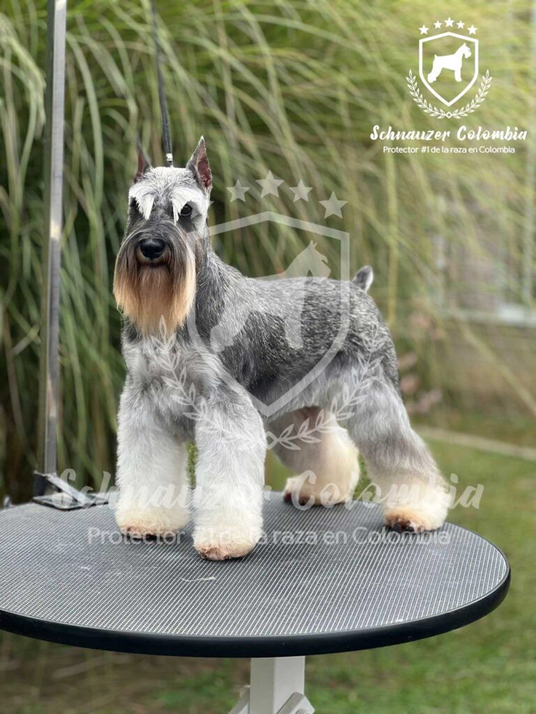 Schnauzer colombia, comprar schnauzer puro, Yeiner Mayo, Criadores de schnauzer en Colombia, Cuidados del schnauzer, Entrenamiento de schnauzer, Alimentación para schnauzers colombianos, Schnauzer miniatura en Colombia, Schnauzer gigante colombia, Schnauzer blanco colombia, Schnauzer negro colombia, Schnauzer sal y pimienta colombia, Historia del schnauzer, Características del schnauzer, Temperamento del schnauzer, Salud del schnauzer en Colombia, Veterinarios especializados en schnauzers en Colombia, Schnauzer cachorro colombia, Adopción y compra de schnauzer en Colombia, Schnauzer estándar colombia, Peluquería para schnauzers en Colombia, Accesorios para schnauzers colombianos