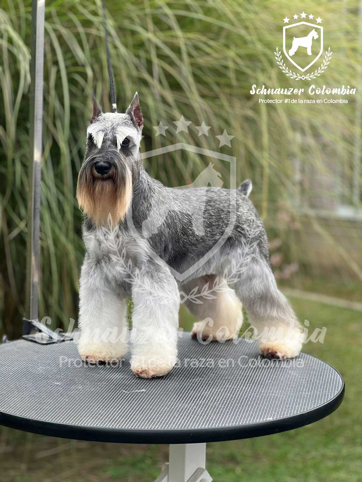 Schnauzer Mini