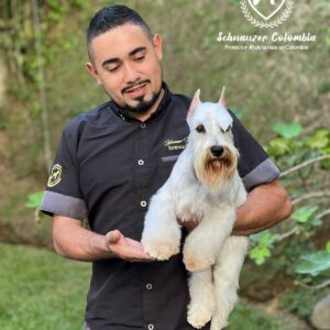 Schnauzer colombia, comprar schnauzer puro, Yeiner Mayo, Criadores de schnauzer en Colombia, Cuidados del schnauzer, Entrenamiento de schnauzer, Alimentación para schnauzers colombianos, Schnauzer miniatura en Colombia, Schnauzer gigante colombia, Schnauzer blanco colombia, Schnauzer negro colombia, Schnauzer sal y pimienta colombia, Historia del schnauzer, Características del schnauzer, Temperamento del schnauzer, Salud del schnauzer en Colombia, Veterinarios especializados en schnauzers en Colombia, Schnauzer cachorro colombia, Adopción y compra de schnauzer en Colombia, Schnauzer estándar colombia, Peluquería para schnauzers en Colombia, Accesorios para schnauzers colombianos