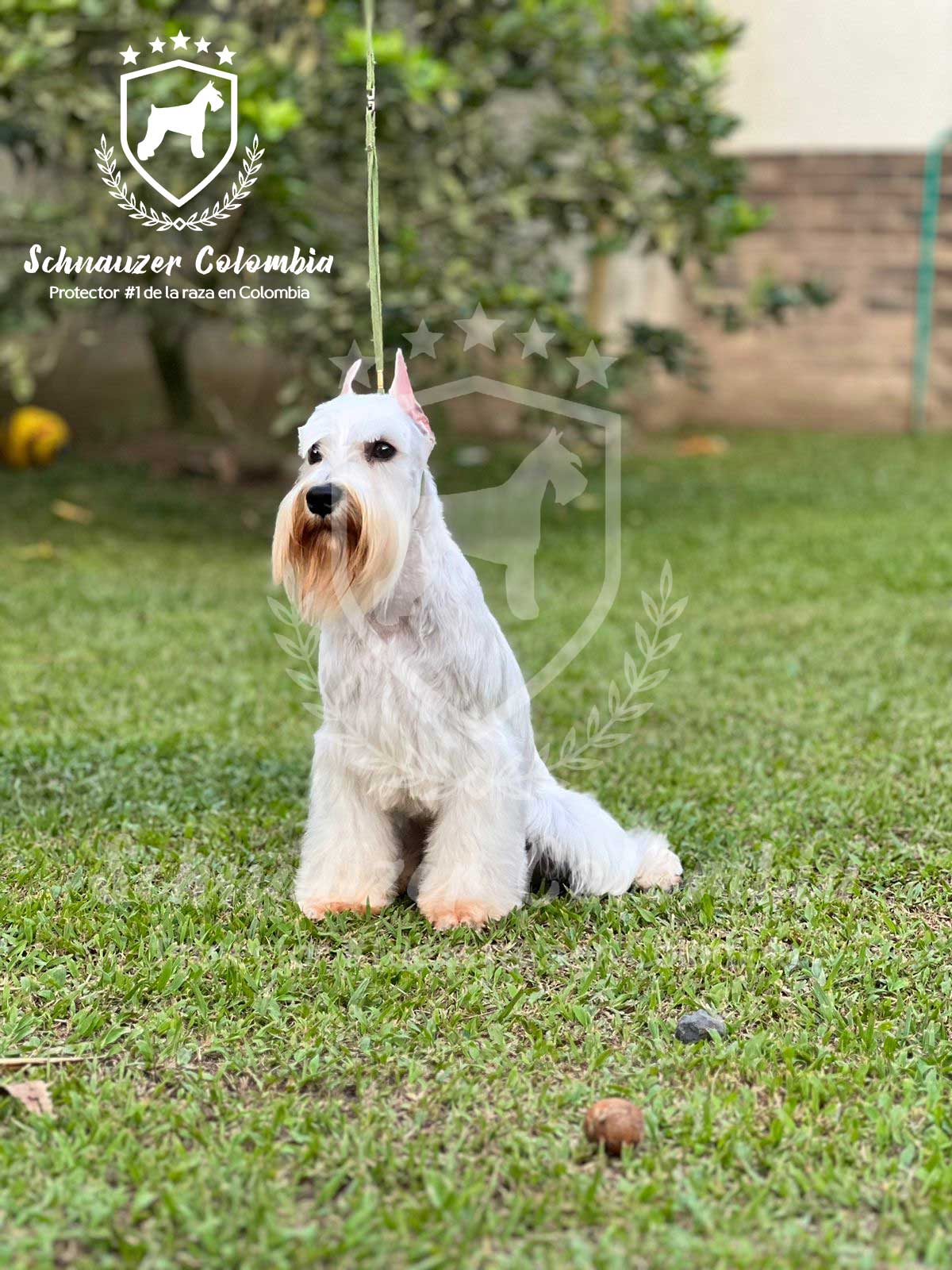 Schnauzer colombia, comprar schnauzer puro, Yeiner Mayo, Criadores de schnauzer en Colombia, Cuidados del schnauzer, Entrenamiento de schnauzer, Alimentación para schnauzers colombianos, Schnauzer miniatura en Colombia, Schnauzer gigante colombia, Schnauzer blanco colombia, Schnauzer negro colombia, Schnauzer sal y pimienta colombia, Historia del schnauzer, Características del schnauzer, Temperamento del schnauzer, Salud del schnauzer en Colombia, Veterinarios especializados en schnauzers en Colombia, Schnauzer cachorro colombia, Adopción y compra de schnauzer en Colombia, Schnauzer estándar colombia, Peluquería para schnauzers en Colombia, Accesorios para schnauzers colombianos