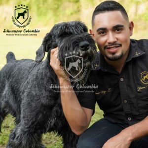 Schnauzer colombia, comprar schnauzer puro, Yeiner Mayo, Criadores de schnauzer en Colombia, Cuidados del schnauzer, Entrenamiento de schnauzer, Alimentación para schnauzers colombianos, Schnauzer miniatura en Colombia, Schnauzer gigante colombia, Schnauzer blanco colombia, Schnauzer negro colombia, Schnauzer sal y pimienta colombia, Historia del schnauzer, Características del schnauzer, Temperamento del schnauzer, Salud del schnauzer en Colombia, Veterinarios especializados en schnauzers en Colombia, Schnauzer cachorro colombia, Adopción y compra de schnauzer en Colombia, Schnauzer estándar colombia, Peluquería para schnauzers en Colombia, Accesorios para schnauzers colombianos