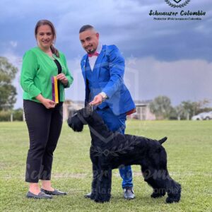 Schnauzer colombia, comprar schnauzer puro, Yeiner Mayo, Criadores de schnauzer en Colombia, Cuidados del schnauzer, Entrenamiento de schnauzer, Alimentación para schnauzers colombianos, Schnauzer miniatura en Colombia, Schnauzer gigante colombia, Schnauzer blanco colombia, Schnauzer negro colombia, Schnauzer sal y pimienta colombia, Historia del schnauzer, Características del schnauzer, Temperamento del schnauzer, Salud del schnauzer en Colombia, Veterinarios especializados en schnauzers en Colombia, Schnauzer cachorro colombia, Adopción y compra de schnauzer en Colombia, Schnauzer estándar colombia, Peluquería para schnauzers en Colombia, Accesorios para schnauzers colombianos