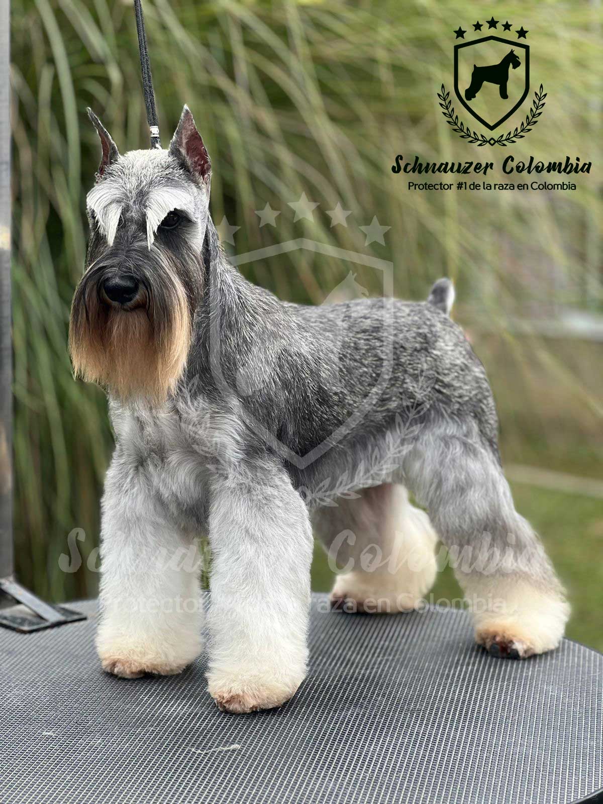 Schnauzer miniatura colombia, comprar schnauzer puro, Yeiner Mayo, Criadores de schnauzer en Colombia, Cuidados del schnauzer, Entrenamiento de schnauzer, Alimentación para schnauzers colombianos, Schnauzer miniatura en Colombia, Schnauzer gigante colombia, Schnauzer blanco colombia, Schnauzer negro colombia, Schnauzer sal y pimienta colombia, Historia del schnauzer, Características del schnauzer, Temperamento del schnauzer, Salud del schnauzer en Colombia, Veterinarios especializados en schnauzers en Colombia, Schnauzer cachorro colombia, Adopción y compra de schnauzer en Colombia, Schnauzer estándar colombia, Peluquería para schnauzers en Colombia, Accesorios para schnauzers colombianos