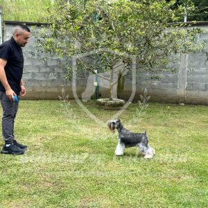 Schnauzer colombia, comprar schnauzer puro, Yeiner Mayo, Criadores de schnauzer en Colombia, Cuidados del schnauzer, Entrenamiento de schnauzer, Alimentación para schnauzers colombianos, Schnauzer miniatura en Colombia, Schnauzer gigante colombia, Schnauzer blanco colombia, Schnauzer negro colombia, Schnauzer sal y pimienta colombia, Historia del schnauzer, Características del schnauzer, Temperamento del schnauzer, Salud del schnauzer en Colombia, Veterinarios especializados en schnauzers en Colombia, Schnauzer cachorro colombia, Adopción y compra de schnauzer en Colombia, Schnauzer estándar colombia, Peluquería para schnauzers en Colombia, Accesorios para schnauzers colombianos