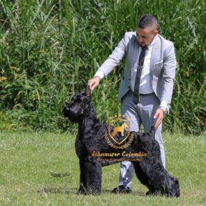 Schnauzer colombia, comprar schnauzer puro, Yeiner Mayo, Criadores de schnauzer en Colombia, Cuidados del schnauzer, Entrenamiento de schnauzer, Alimentación para schnauzers colombianos, Schnauzer miniatura en Colombia, Schnauzer gigante colombia, Schnauzer blanco colombia, Schnauzer negro colombia, Schnauzer sal y pimienta colombia, Historia del schnauzer, Características del schnauzer, Temperamento del schnauzer, Salud del schnauzer en Colombia, Veterinarios especializados en schnauzers en Colombia, Schnauzer cachorro colombia, Adopción y compra de schnauzer en Colombia, Schnauzer estándar colombia, Peluquería para schnauzers en Colombia, Accesorios para schnauzers colombianos