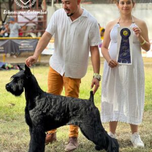 Schnauzer colombia, comprar schnauzer puro, Yeiner Mayo, Criadores de schnauzer en Colombia, Cuidados del schnauzer, Entrenamiento de schnauzer, Alimentación para schnauzers colombianos, Schnauzer miniatura en Colombia, Schnauzer gigante colombia, Schnauzer blanco colombia, Schnauzer negro colombia, Schnauzer sal y pimienta colombia, Historia del schnauzer, Características del schnauzer, Temperamento del schnauzer, Salud del schnauzer en Colombia, Veterinarios especializados en schnauzers en Colombia, Schnauzer cachorro colombia, Adopción y compra de schnauzer en Colombia, Schnauzer estándar colombia, Peluquería para schnauzers en Colombia, Accesorios para schnauzers colombianos