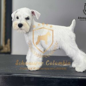 Schnauzer colombia, comprar schnauzer puro, Yeiner Mayo, Criadores de schnauzer en Colombia, Cuidados del schnauzer, Entrenamiento de schnauzer, Alimentación para schnauzers colombianos, Schnauzer miniatura en Colombia, Schnauzer gigante colombia, Schnauzer blanco colombia, Schnauzer negro colombia, Schnauzer sal y pimienta colombia, Historia del schnauzer, Características del schnauzer, Temperamento del schnauzer, Salud del schnauzer en Colombia, Veterinarios especializados en schnauzers en Colombia, Schnauzer cachorro colombia, Adopción y compra de schnauzer en Colombia, Schnauzer estándar colombia, Peluquería para schnauzers en Colombia, Accesorios para schnauzers colombianos