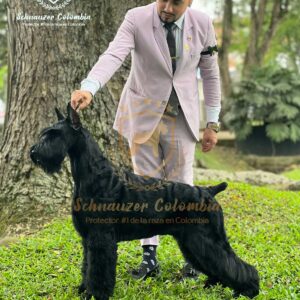 Schnauzer colombia, comprar schnauzer puro, Yeiner Mayo, Criadores de schnauzer en Colombia, Cuidados del schnauzer, Entrenamiento de schnauzer, Alimentación para schnauzers colombianos, Schnauzer miniatura en Colombia, Schnauzer gigante colombia, Schnauzer blanco colombia, Schnauzer negro colombia, Schnauzer sal y pimienta colombia, Historia del schnauzer, Características del schnauzer, Temperamento del schnauzer, Salud del schnauzer en Colombia, Veterinarios especializados en schnauzers en Colombia, Schnauzer cachorro colombia, Adopción y compra de schnauzer en Colombia, Schnauzer estándar colombia, Peluquería para schnauzers en Colombia, Accesorios para schnauzers colombianos