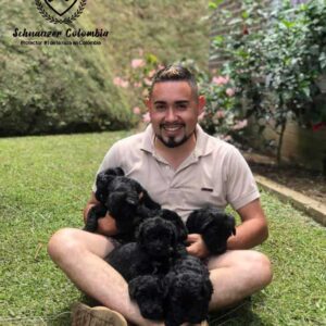 Schnauzer colombia, comprar schnauzer puro, Yeiner Mayo, Criadores de schnauzer en Colombia, Cuidados del schnauzer, Entrenamiento de schnauzer, Alimentación para schnauzers colombianos, Schnauzer miniatura en Colombia, Schnauzer gigante colombia, Schnauzer blanco colombia, Schnauzer negro colombia, Schnauzer sal y pimienta colombia, Historia del schnauzer, Características del schnauzer, Temperamento del schnauzer, Salud del schnauzer en Colombia, Veterinarios especializados en schnauzers en Colombia, Schnauzer cachorro colombia, Adopción y compra de schnauzer en Colombia, Schnauzer estándar colombia, Peluquería para schnauzers en Colombia, Accesorios para schnauzers colombianos