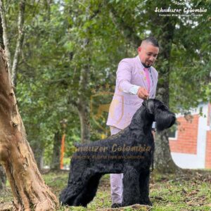 Schnauzer colombia, comprar schnauzer puro, Yeiner Mayo, Criadores de schnauzer en Colombia, Cuidados del schnauzer, Entrenamiento de schnauzer, Alimentación para schnauzers colombianos, Schnauzer miniatura en Colombia, Schnauzer gigante colombia, Schnauzer blanco colombia, Schnauzer negro colombia, Schnauzer sal y pimienta colombia, Historia del schnauzer, Características del schnauzer, Temperamento del schnauzer, Salud del schnauzer en Colombia, Veterinarios especializados en schnauzers en Colombia, Schnauzer cachorro colombia, Adopción y compra de schnauzer en Colombia, Schnauzer estándar colombia, Peluquería para schnauzers en Colombia, Accesorios para schnauzers colombianos