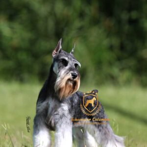 Schnauzer colombia, comprar schnauzer puro, Yeiner Mayo, Criadores de schnauzer en Colombia, Cuidados del schnauzer, Entrenamiento de schnauzer, Alimentación para schnauzers colombianos, Schnauzer miniatura en Colombia, Schnauzer gigante colombia, Schnauzer blanco colombia, Schnauzer negro colombia, Schnauzer sal y pimienta colombia, Historia del schnauzer, Características del schnauzer, Temperamento del schnauzer, Salud del schnauzer en Colombia, Veterinarios especializados en schnauzers en Colombia, Schnauzer cachorro colombia, Adopción y compra de schnauzer en Colombia, Schnauzer estándar colombia, Peluquería para schnauzers en Colombia, Accesorios para schnauzers colombianos