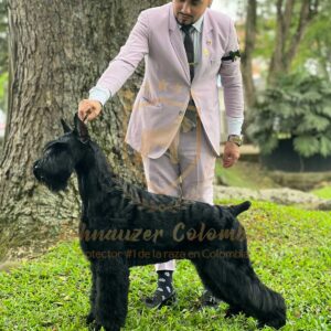 Schnauzer colombia, comprar schnauzer puro, Yeiner Mayo, Criadores de schnauzer en Colombia, Cuidados del schnauzer, Entrenamiento de schnauzer, Alimentación para schnauzers colombianos, Schnauzer miniatura en Colombia, Schnauzer gigante colombia, Schnauzer blanco colombia, Schnauzer negro colombia, Schnauzer sal y pimienta colombia, Historia del schnauzer, Características del schnauzer, Temperamento del schnauzer, Salud del schnauzer en Colombia, Veterinarios especializados en schnauzers en Colombia, Schnauzer cachorro colombia, Adopción y compra de schnauzer en Colombia, Schnauzer estándar colombia, Peluquería para schnauzers en Colombia, Accesorios para schnauzers colombianos