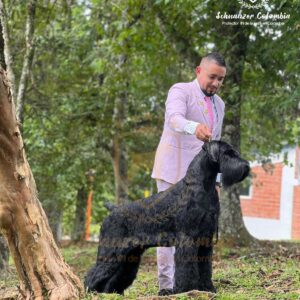 Schnauzer colombia, comprar schnauzer puro, Yeiner Mayo, Criadores de schnauzer en Colombia, Cuidados del schnauzer, Entrenamiento de schnauzer, Alimentación para schnauzers colombianos, Schnauzer miniatura en Colombia, Schnauzer gigante colombia, Schnauzer blanco colombia, Schnauzer negro colombia, Schnauzer sal y pimienta colombia, Historia del schnauzer, Características del schnauzer, Temperamento del schnauzer, Salud del schnauzer en Colombia, Veterinarios especializados en schnauzers en Colombia, Schnauzer cachorro colombia, Adopción y compra de schnauzer en Colombia, Schnauzer estándar colombia, Peluquería para schnauzers en Colombia, Accesorios para schnauzers colombianos