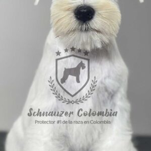 Schnauzer colombia, comprar schnauzer puro, Yeiner Mayo, Criadores de schnauzer en Colombia, Cuidados del schnauzer, Entrenamiento de schnauzer, Alimentación para schnauzers colombianos, Schnauzer miniatura en Colombia, Schnauzer gigante colombia, Schnauzer blanco colombia, Schnauzer negro colombia, Schnauzer sal y pimienta colombia, Historia del schnauzer, Características del schnauzer, Temperamento del schnauzer, Salud del schnauzer en Colombia, Veterinarios especializados en schnauzers en Colombia, Schnauzer cachorro colombia, Adopción y compra de schnauzer en Colombia, Schnauzer estándar colombia, Peluquería para schnauzers en Colombia, Accesorios para schnauzers colombianos