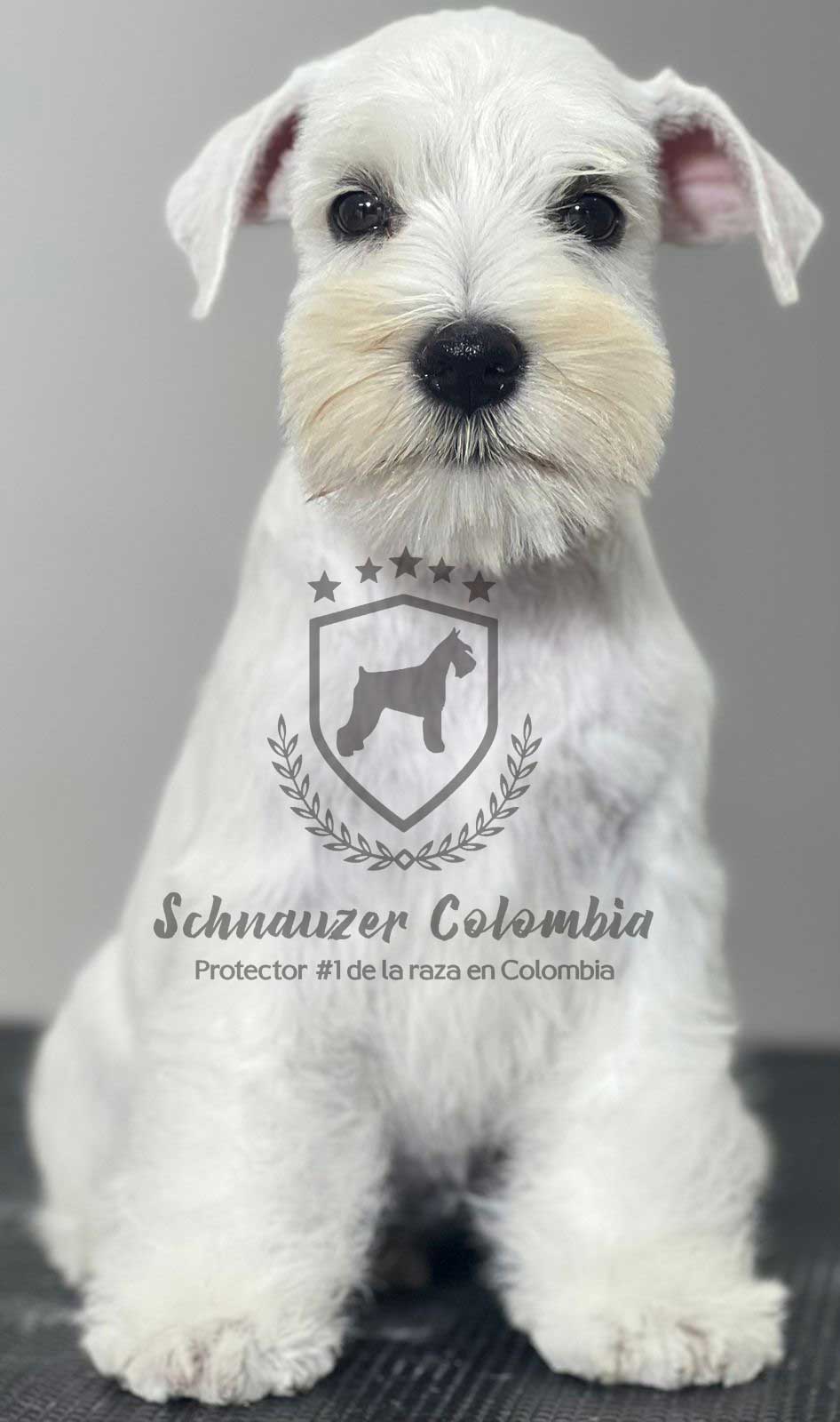 Schnauzer colombia, comprar schnauzer puro, Yeiner Mayo, Criadores de schnauzer en Colombia, Cuidados del schnauzer, Entrenamiento de schnauzer, Alimentación para schnauzers colombianos, Schnauzer miniatura en Colombia, Schnauzer gigante colombia, Schnauzer blanco colombia, Schnauzer negro colombia, Schnauzer sal y pimienta colombia, Historia del schnauzer, Características del schnauzer, Temperamento del schnauzer, Salud del schnauzer en Colombia, Veterinarios especializados en schnauzers en Colombia, Schnauzer cachorro colombia, Adopción y compra de schnauzer en Colombia, Schnauzer estándar colombia, Peluquería para schnauzers en Colombia, Accesorios para schnauzers colombianos