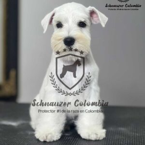 Schnauzer colombia, comprar schnauzer puro, Yeiner Mayo, Criadores de schnauzer en Colombia, Cuidados del schnauzer, Entrenamiento de schnauzer, Alimentación para schnauzers colombianos, Schnauzer miniatura en Colombia, Schnauzer gigante colombia, Schnauzer blanco colombia, Schnauzer negro colombia, Schnauzer sal y pimienta colombia, Historia del schnauzer, Características del schnauzer, Temperamento del schnauzer, Salud del schnauzer en Colombia, Veterinarios especializados en schnauzers en Colombia, Schnauzer cachorro colombia, Adopción y compra de schnauzer en Colombia, Schnauzer estándar colombia, Peluquería para schnauzers en Colombia, Accesorios para schnauzers colombianos