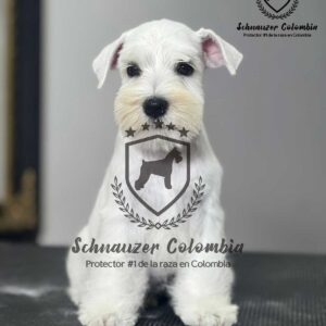 Schnauzer colombia, comprar schnauzer puro, Yeiner Mayo, Criadores de schnauzer en Colombia, Cuidados del schnauzer, Entrenamiento de schnauzer, Alimentación para schnauzers colombianos, Schnauzer miniatura en Colombia, Schnauzer gigante colombia, Schnauzer blanco colombia, Schnauzer negro colombia, Schnauzer sal y pimienta colombia, Historia del schnauzer, Características del schnauzer, Temperamento del schnauzer, Salud del schnauzer en Colombia, Veterinarios especializados en schnauzers en Colombia, Schnauzer cachorro colombia, Adopción y compra de schnauzer en Colombia, Schnauzer estándar colombia, Peluquería para schnauzers en Colombia, Accesorios para schnauzers colombianos