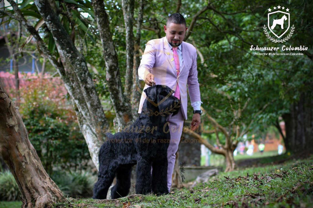 Schnauzer colombia, comprar schnauzer puro, Yeiner Mayo, Criadores de schnauzer en Colombia, Cuidados del schnauzer, Entrenamiento de schnauzer, Alimentación para schnauzers colombianos, Schnauzer miniatura en Colombia, Schnauzer gigante colombia, Schnauzer blanco colombia, Schnauzer negro colombia, Schnauzer sal y pimienta colombia, Historia del schnauzer, Características del schnauzer, Temperamento del schnauzer, Salud del schnauzer en Colombia, Veterinarios especializados en schnauzers en Colombia, Schnauzer cachorro colombia, Adopción y compra de schnauzer en Colombia, Schnauzer estándar colombia, Peluquería para schnauzers en Colombia, Accesorios para schnauzers colombianos