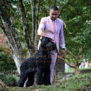 Schnauzer colombia, comprar schnauzer puro, Yeiner Mayo, Criadores de schnauzer en Colombia, Cuidados del schnauzer, Entrenamiento de schnauzer, Alimentación para schnauzers colombianos, Schnauzer miniatura en Colombia, Schnauzer gigante colombia, Schnauzer blanco colombia, Schnauzer negro colombia, Schnauzer sal y pimienta colombia, Historia del schnauzer, Características del schnauzer, Temperamento del schnauzer, Salud del schnauzer en Colombia, Veterinarios especializados en schnauzers en Colombia, Schnauzer cachorro colombia, Adopción y compra de schnauzer en Colombia, Schnauzer estándar colombia, Peluquería para schnauzers en Colombia, Accesorios para schnauzers colombianos