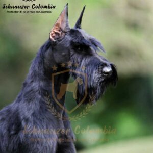 Schnauzer colombia, comprar schnauzer puro, Yeiner Mayo, Criadores de schnauzer en Colombia, Cuidados del schnauzer, Entrenamiento de schnauzer, Alimentación para schnauzers colombianos, Schnauzer miniatura en Colombia, Schnauzer gigante colombia, Schnauzer blanco colombia, Schnauzer negro colombia, Schnauzer sal y pimienta colombia, Historia del schnauzer, Características del schnauzer, Temperamento del schnauzer, Salud del schnauzer en Colombia, Veterinarios especializados en schnauzers en Colombia, Schnauzer cachorro colombia, Adopción y compra de schnauzer en Colombia, Schnauzer estándar colombia, Peluquería para schnauzers en Colombia, Accesorios para schnauzers colombianos