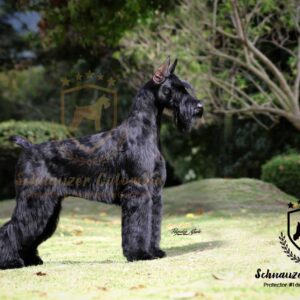 Schnauzer colombia, comprar schnauzer puro, Yeiner Mayo, Criadores de schnauzer en Colombia, Cuidados del schnauzer, Entrenamiento de schnauzer, Alimentación para schnauzers colombianos, Schnauzer miniatura en Colombia, Schnauzer gigante colombia, Schnauzer blanco colombia, Schnauzer negro colombia, Schnauzer sal y pimienta colombia, Historia del schnauzer, Características del schnauzer, Temperamento del schnauzer, Salud del schnauzer en Colombia, Veterinarios especializados en schnauzers en Colombia, Schnauzer cachorro colombia, Adopción y compra de schnauzer en Colombia, Schnauzer estándar colombia, Peluquería para schnauzers en Colombia, Accesorios para schnauzers colombianos