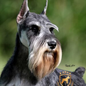 Schnauzer colombia, comprar schnauzer puro, Yeiner Mayo, Criadores de schnauzer en Colombia, Cuidados del schnauzer, Entrenamiento de schnauzer, Alimentación para schnauzers colombianos, Schnauzer miniatura en Colombia, Schnauzer gigante colombia, Schnauzer blanco colombia, Schnauzer negro colombia, Schnauzer sal y pimienta colombia, Historia del schnauzer, Características del schnauzer, Temperamento del schnauzer, Salud del schnauzer en Colombia, Veterinarios especializados en schnauzers en Colombia, Schnauzer cachorro colombia, Adopción y compra de schnauzer en Colombia, Schnauzer estándar colombia, Peluquería para schnauzers en Colombia, Accesorios para schnauzers colombianos