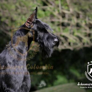 Schnauzer colombia, comprar schnauzer puro, Yeiner Mayo, Criadores de schnauzer en Colombia, Cuidados del schnauzer, Entrenamiento de schnauzer, Alimentación para schnauzers colombianos, Schnauzer miniatura en Colombia, Schnauzer gigante colombia, Schnauzer blanco colombia, Schnauzer negro colombia, Schnauzer sal y pimienta colombia, Historia del schnauzer, Características del schnauzer, Temperamento del schnauzer, Salud del schnauzer en Colombia, Veterinarios especializados en schnauzers en Colombia, Schnauzer cachorro colombia, Adopción y compra de schnauzer en Colombia, Schnauzer estándar colombia, Peluquería para schnauzers en Colombia, Accesorios para schnauzers colombianos