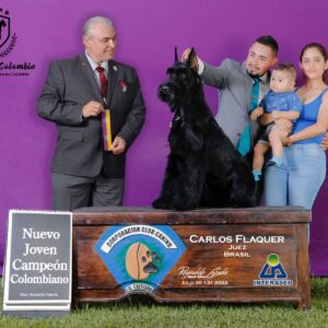 Schnauzer colombia, comprar schnauzer puro, Yeiner Mayo, Criadores de schnauzer en Colombia, Cuidados del schnauzer, Entrenamiento de schnauzer, Alimentación para schnauzers colombianos, Schnauzer miniatura en Colombia, Schnauzer gigante colombia, Schnauzer blanco colombia, Schnauzer negro colombia, Schnauzer sal y pimienta colombia, Historia del schnauzer, Características del schnauzer, Temperamento del schnauzer, Salud del schnauzer en Colombia, Veterinarios especializados en schnauzers en Colombia, Schnauzer cachorro colombia, Adopción y compra de schnauzer en Colombia, Schnauzer estándar colombia, Peluquería para schnauzers en Colombia, Accesorios para schnauzers colombianos