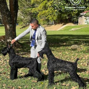 Schnauzer colombia, comprar schnauzer puro, Yeiner Mayo, Criadores de schnauzer en Colombia, Cuidados del schnauzer, Entrenamiento de schnauzer, Alimentación para schnauzers colombianos, Schnauzer miniatura en Colombia, Schnauzer gigante colombia, Schnauzer blanco colombia, Schnauzer negro colombia, Schnauzer sal y pimienta colombia, Historia del schnauzer, Características del schnauzer, Temperamento del schnauzer, Salud del schnauzer en Colombia, Veterinarios especializados en schnauzers en Colombia, Schnauzer cachorro colombia, Adopción y compra de schnauzer en Colombia, Schnauzer estándar colombia, Peluquería para schnauzers en Colombia, Accesorios para schnauzers colombianos