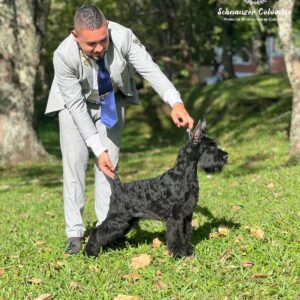 Schnauzer colombia, comprar schnauzer puro, Yeiner Mayo, Criadores de schnauzer en Colombia, Cuidados del schnauzer, Entrenamiento de schnauzer, Alimentación para schnauzers colombianos, Schnauzer miniatura en Colombia, Schnauzer gigante colombia, Schnauzer blanco colombia, Schnauzer negro colombia, Schnauzer sal y pimienta colombia, Historia del schnauzer, Características del schnauzer, Temperamento del schnauzer, Salud del schnauzer en Colombia, Veterinarios especializados en schnauzers en Colombia, Schnauzer cachorro colombia, Adopción y compra de schnauzer en Colombia, Schnauzer estándar colombia, Peluquería para schnauzers en Colombia, Accesorios para schnauzers colombianos