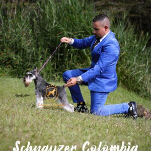 Schnauzer colombia, comprar schnauzer puro, Yeiner Mayo, Criadores de schnauzer en Colombia, Cuidados del schnauzer, Entrenamiento de schnauzer, Alimentación para schnauzers colombianos, Schnauzer miniatura en Colombia, Schnauzer gigante colombia, Schnauzer blanco colombia, Schnauzer negro colombia, Schnauzer sal y pimienta colombia, Historia del schnauzer, Características del schnauzer, Temperamento del schnauzer, Salud del schnauzer en Colombia, Veterinarios especializados en schnauzers en Colombia, Schnauzer cachorro colombia, Adopción y compra de schnauzer en Colombia, Schnauzer estándar colombia, Peluquería para schnauzers en Colombia, Accesorios para schnauzers colombianos