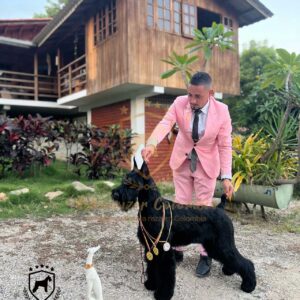 Schnauzer colombia, Galeria schnauzer colombia, comprar schnauzer puro, Yeiner Mayo, Criadores de schnauzer en Colombia, Cuidados del schnauzer, Entrenamiento de schnauzer, Alimentación para schnauzers colombianos, Schnauzer miniatura en Colombia, Schnauzer gigante colombia, Schnauzer blanco colombia, Schnauzer negro colombia, Schnauzer sal y pimienta colombia, Historia del schnauzer, Características del schnauzer, Temperamento del schnauzer, Salud del schnauzer en Colombia, Veterinarios especializados en schnauzers en Colombia, Schnauzer cachorro colombia, Adopción y compra de schnauzer en Colombia, Schnauzer estándar colombia, Peluquería para schnauzers en Colombia, Accesorios para schnauzers colombianos